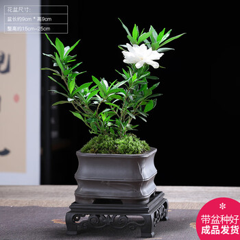幼薇 栀子花+节节高砂盆+方形底盘 带盆栽好其它类商品-全利兔-实时优惠快报