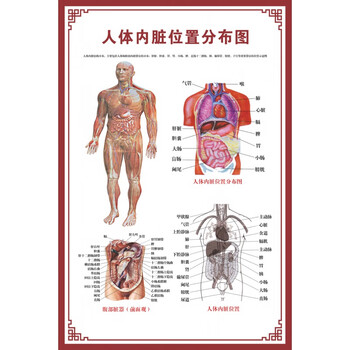 人体内脏位置分布图 【24寸:40x60cm】  pp胶(背面带胶)