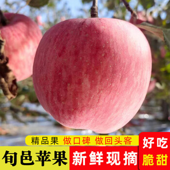 果园直发陕西咸阳马栏红旬邑苹果陕西苹果红富士苹果11斤装整箱鲜果红
