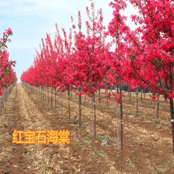 海棠树苗西府垂丝北美海棠花苗盆栽花卉阳台庭院种植物绿化苗木红宝石