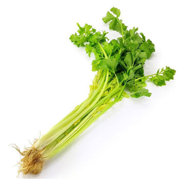 芹菜种籽四季小香芹种子大肉芹菜种子细芹菜耐热耐寒芹菜种籽大肉西芹