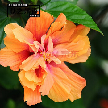 重瓣扶桑花苗又名朱槿牡丹盆栽花卉色彩鲜艳观花盆栽绿植植物波西米亚