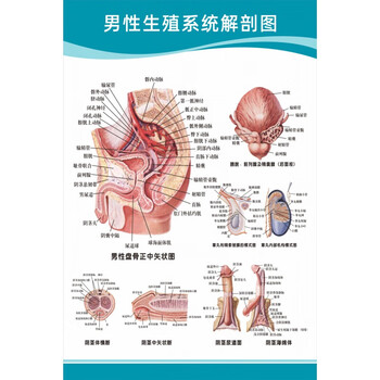 男性生殖解剖图 【36寸:60x90厘米】  pp胶(背面带胶)