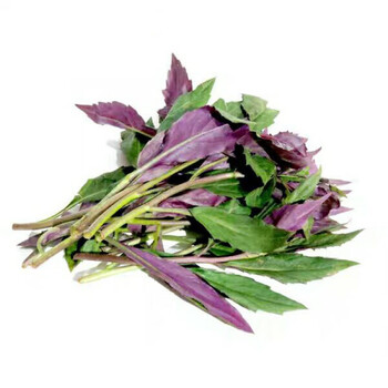血皮观音新鲜蔬菜红背红军菜血皮菜叶菜类