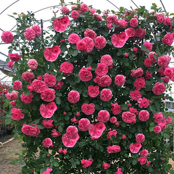 月季花苗藤本月季花大花浓香爬藤植物绿植盆栽花卉粉色达芬奇小苗带