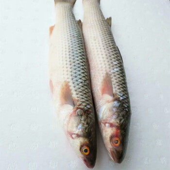 新鲜鲜活海鲜梭子支鱼鲻鱼水产鱼类鱼类