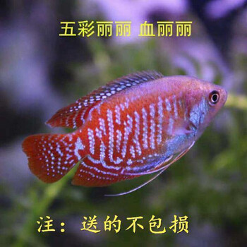 京选推荐小型热带鱼虎皮鱼彩裙鱼淡水观赏鱼活好养耐活彩色混养群游鱼