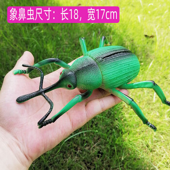 仿真昆虫小动物蜻蜓模型玩具早教认知自然科学过家家吓人礼物 象鼻虫