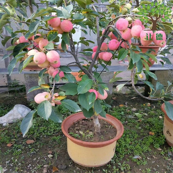苹果树苗盆栽苹果盆栽当年结果红富士室内种植阳台嫁接盆景 3年当年