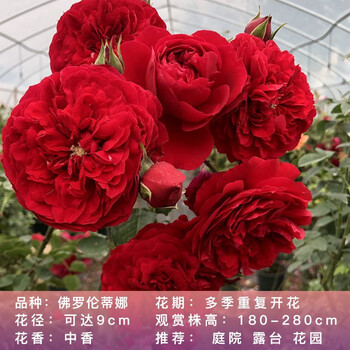 欧悟当年开花四季月季花苗蔷薇花苗藤本月季花苗欧月藤玫瑰花苗大花