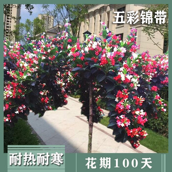 墨耘苍 五彩锦带花树小苗庭院绿化树耐寒盆栽锦带花苗槿带花卉带土带