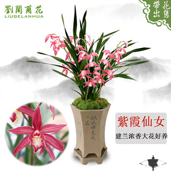 劉閣蘭花 兰花 浓香红素花紫霞仙女 夏带花苞室内室外绿植兰草花卉盆栽 5苗连体裸根全利兔-实时优惠快报
