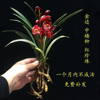 兰花四季红珍珠超香开花盆栽花卉精选花卉