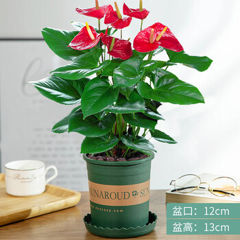 好养土培水养四季常青绿植盆栽花卉小苗室内种植花卉盆栽植物庭院植物