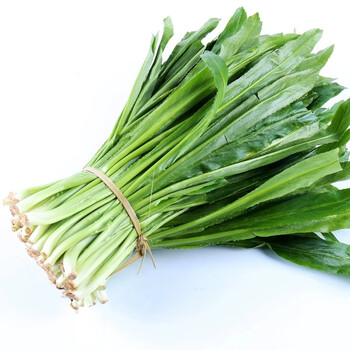 香菜云南新鲜老缅芫荽傣族香料叶菜类