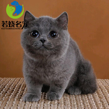猫纯种英国短毛猫蓝猫蓝白猫英短猫金渐层银渐层猫咪宠物级蓝猫a级母