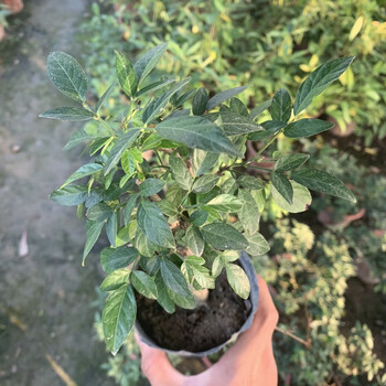 潮汕仙草苗石榴花抹草春草吉祥草三叶草阳台盆栽喜庆吉祥植物仙草1520