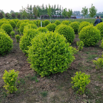 侬律 金叶女贞树苗基地直销金叶女贞球绿篱围墙色块金叶女贞苗绿化