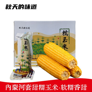秋天的味道 内蒙古河套 新鲜甜糯玉米棒 玉米粒 可蒸煮烧烤熬汤食材