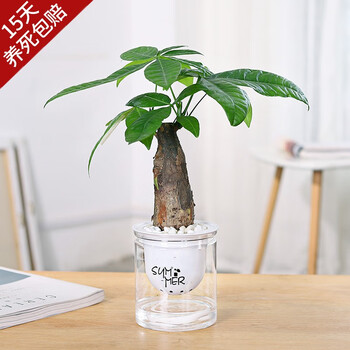 KaiShiguo Plants 开时果 绿植盆栽桌面水培绿植 办公室客厅花卉植物懒人盆景水生水养植物 发财树（招财聚福）全利兔-实时优惠快报