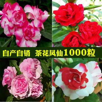 满天星波斯菊花种子康乃馨含羞草野花组合多年生花种子茶花凤仙1000粒