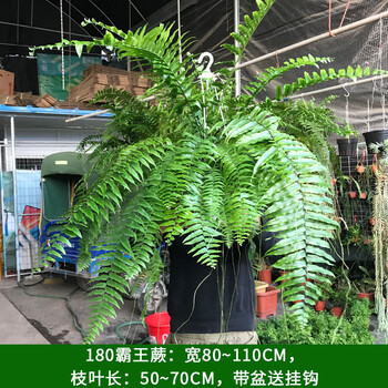 霸王蕨波士顿蕨大盆长叶垂吊蕨肾蕨客厅室内盆栽雨林蕨类绿植180霸王