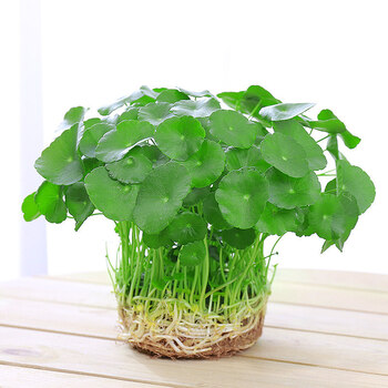 soumiety金钱草盆栽 铜钱草水培植物室内盆栽客厅桌面金钱草水养植物