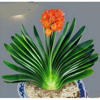 花卉植物室内花君子兰花苗带花苞绿植盆景78片叶子拍下备注品种不含盆