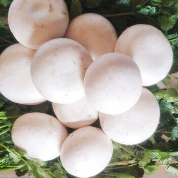新鲜双孢菇口蘑白蘑菇蔬菜火锅食材营养菌汤生鲜保鲜发货2斤精品口蘑