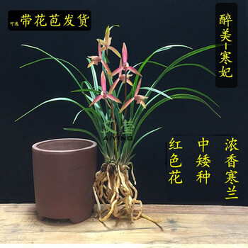热卖推荐商品详情商品描述艾莹兰花苗 建兰夏带花苞 红宝石 满江红