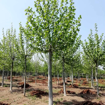 彩苑 法国梧桐树苗 苗圃直销绿化苗木法桐树苗法桐树法桐苗法桐大树苗