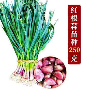 红根蒜苗大蒜种子种籽大蒜头蒜种蒜苗自种红皮孑子四季苗红蒜种孑