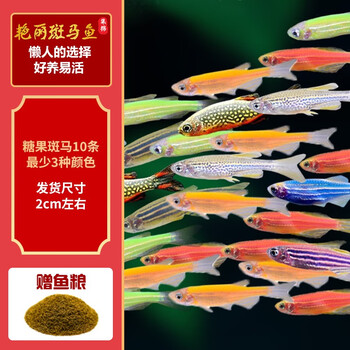 观赏热带鱼 蝶翼斑马荧光好养易活 糖果斑马10条1.5-2.5cm最少3种色全利兔-实时优惠快报