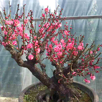 盆景梅花原生乌梅不含年生z1新品花卉