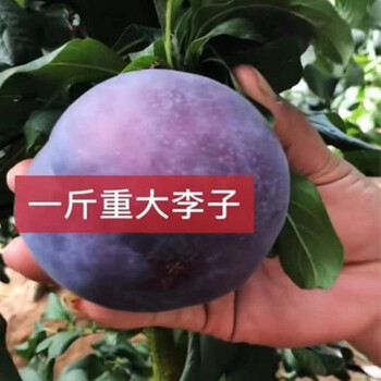 香昔庄园李子树苗盆栽地栽四季果树苗南方北方种植当年结果嫁接黑霸王