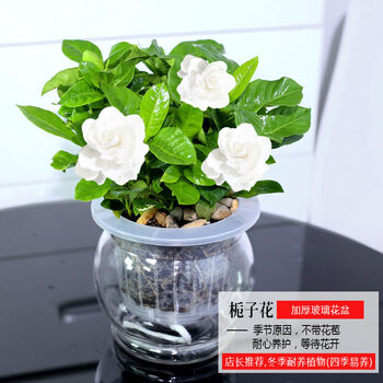 万年青植物盆栽办公室净化空气绿植花卉银皇后观叶植物室内植物大号