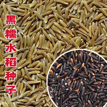 选择品种杂交