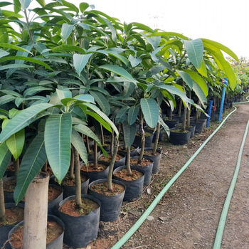 芒果树苗嫁接特大海南贵妃芒四季芒金煌芒果苗树矮化南方当年结果3年