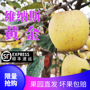 5斤顺丰大果-75mm70mm胖子黄胖子威海苹果
