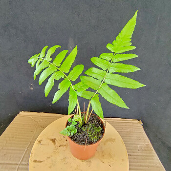 新手易养蕨类植物马蹄蕨观音座莲厥苗马蹄厥别墅庭院室内耐阴绿植1盆