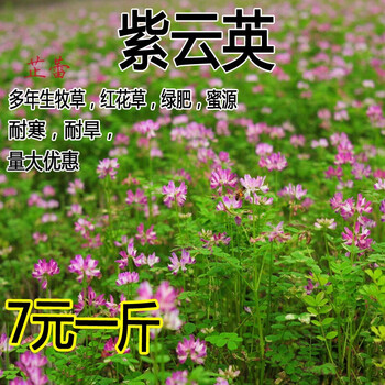 紫云英种子果园绿肥草种子红花草蜜源植物牧草草籽养蜜蜂普通型紫云英