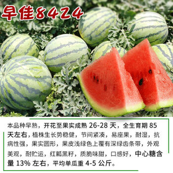 四季盆栽美都西瓜苗8424冰麒麟西瓜秧苗特大懒汉西瓜