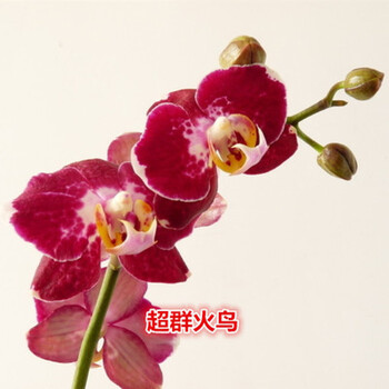 室内盆栽蝴蝶兰花苗当年开花带养殖盆原土发货超群火鸟3年苗不含盆