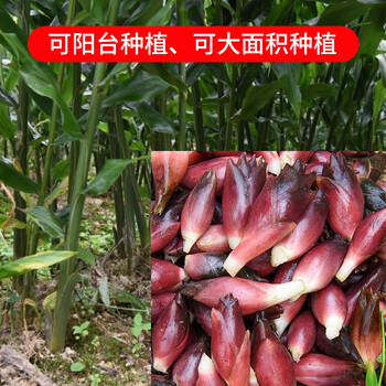 花中酷阳荷姜种苗阳荷姜种根洋荷姜种苗洋河种苗阳