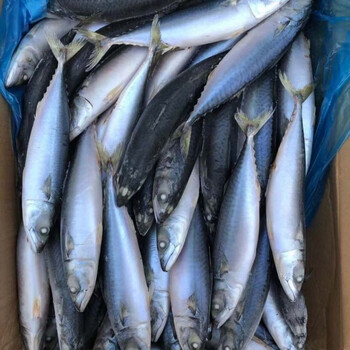 鲅鱼新鲜马鲛鱼鲜活冷冻深海海鲜鱼青占鱼青花鱼马胶鱼大鲅鱼小号鲐