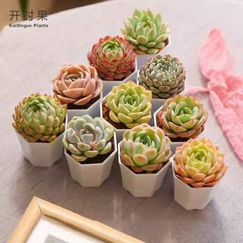 KaiShiguo Plants 开时果 多肉植物带盆盆栽 10颗装小八角套餐（植物随机）其它类商品-全利兔-实时优惠快报