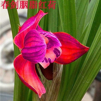 全部带花苞发货 新店开张 春剑老种 胭脂红荷 兰花 易活 净化空气