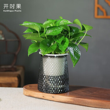 KaiShiguo Plants 开时果 水培绿植花卉盆景水生植物 绿萝全利兔-实时优惠快报