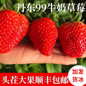 达】现货新鲜丹东99草莓丹东久久草莓有机秸秆草莓红颜奶油九九草莓