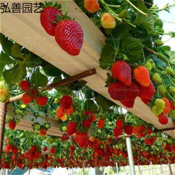 四季爬藤草莓种子巨油草莓种子室内阳台盆栽花卉植物水果种子四季草莓